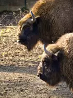 Zubria zvernica