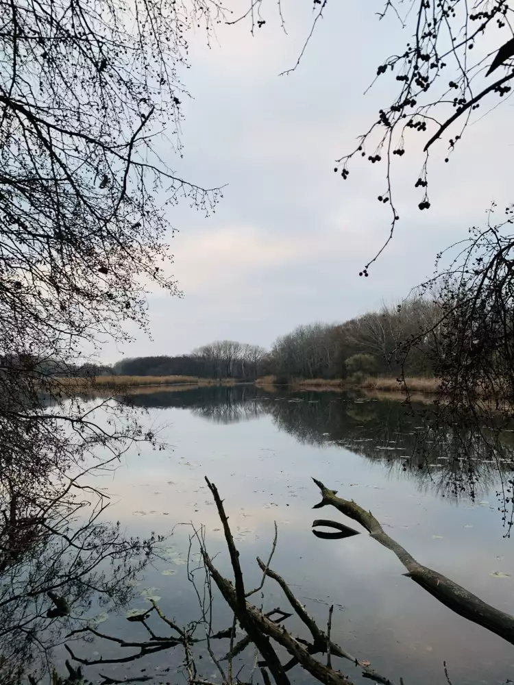 Číčovské mŕtve rameno – národná prírodná rezervácia