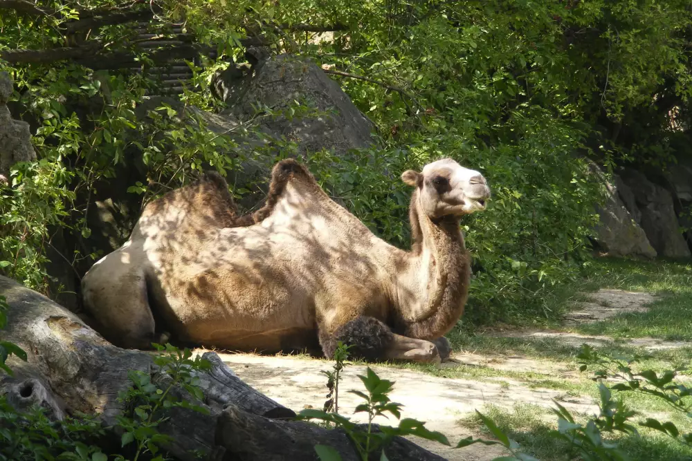 ZOO Bojnice — domov viac ako 430 druhov zvierat